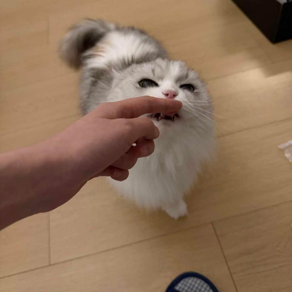萌的嘞