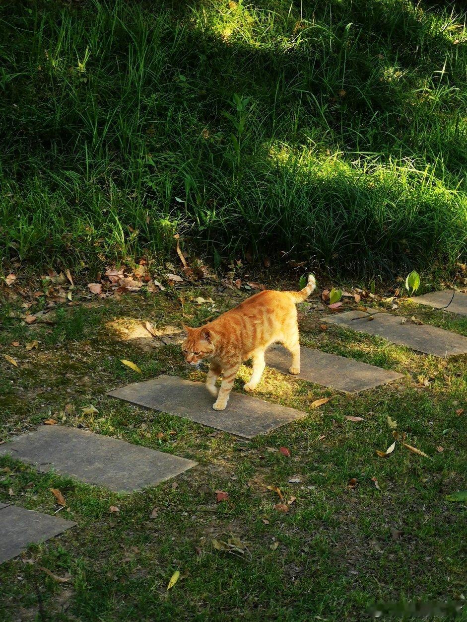猫咪有时很可爱，自娱自乐，一个猫就是世界……猫咪摄影江南天天拍用眼睛寻找美丽好摄