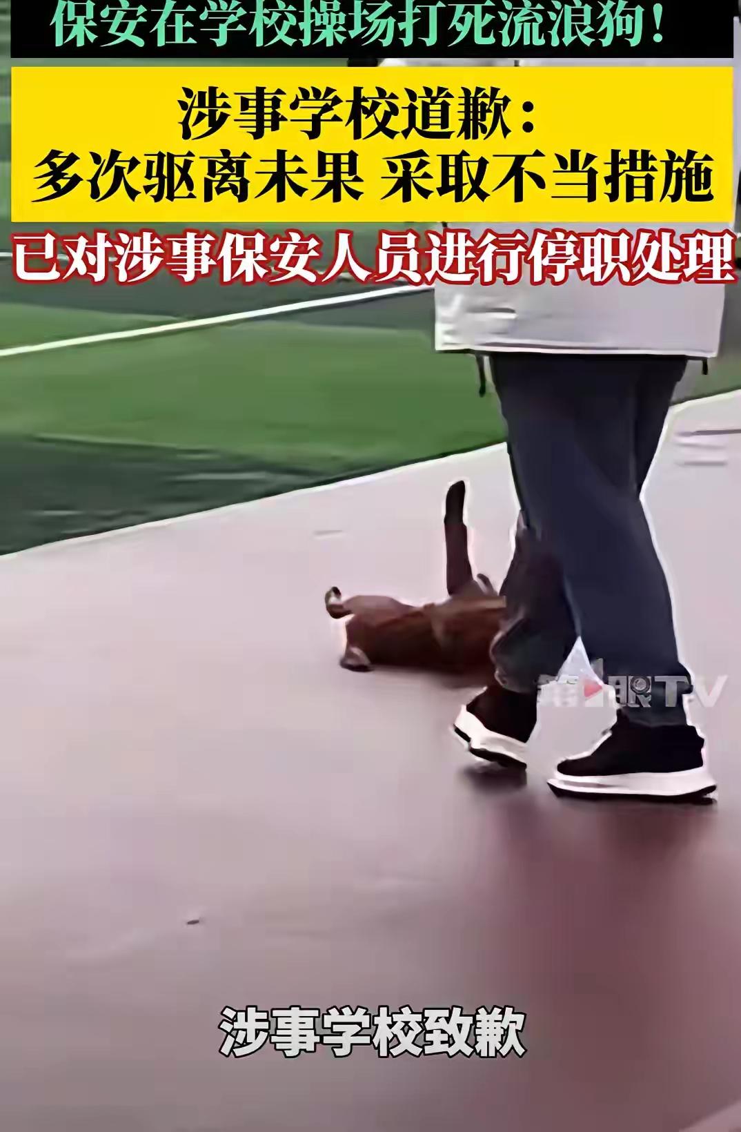 学校保安打死流浪狗被停职，还有天理吗？流浪狗进校，保安多次驱离未果后打死狗，学校