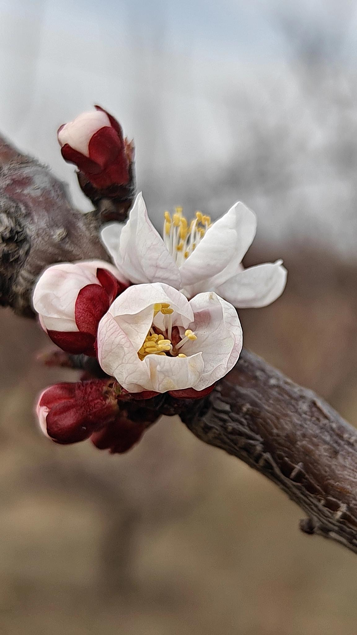 贺家庄的杏花

宛如羽翼渐丰的鸟儿
挣脱母亲温暖的怀抱
似要奔赴远方

又仿若