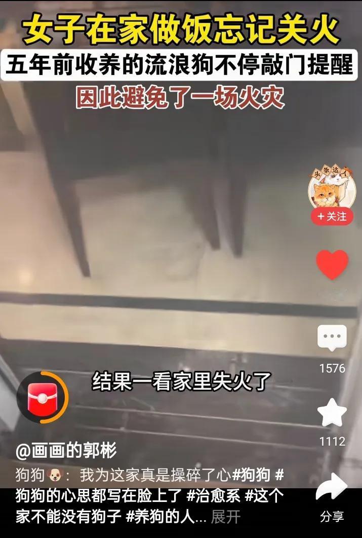 今日头条里面总有一些内容，满满的正能量，感动万千网友!图片是一个狗狗救主人、救很