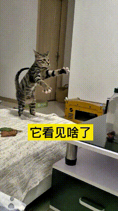 这视频我反反复复看了好几遍，愣是没瞧明白它到底在干啥。
小猫站在床上直愣愣立起来