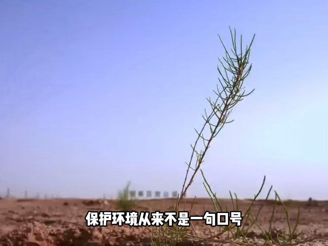 武威民勤的绿色进度条更新了草木微光筑牢生态防线世界环境日见证荒漠蜕变，初春栽种的