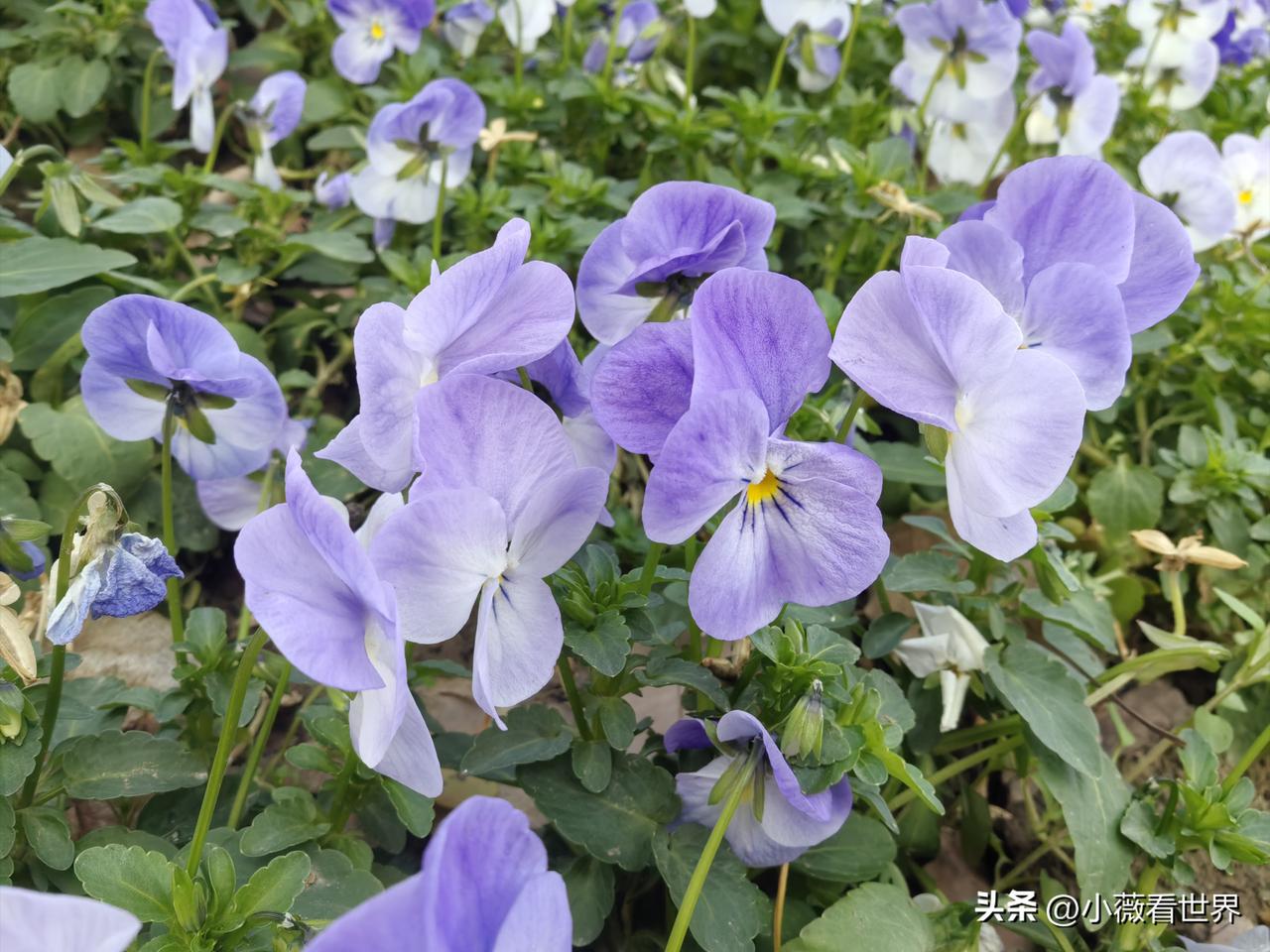 我们这里有个女人，不知前世作孽还是咋的，结了两次婚，但日子过得还是很憋气。

前