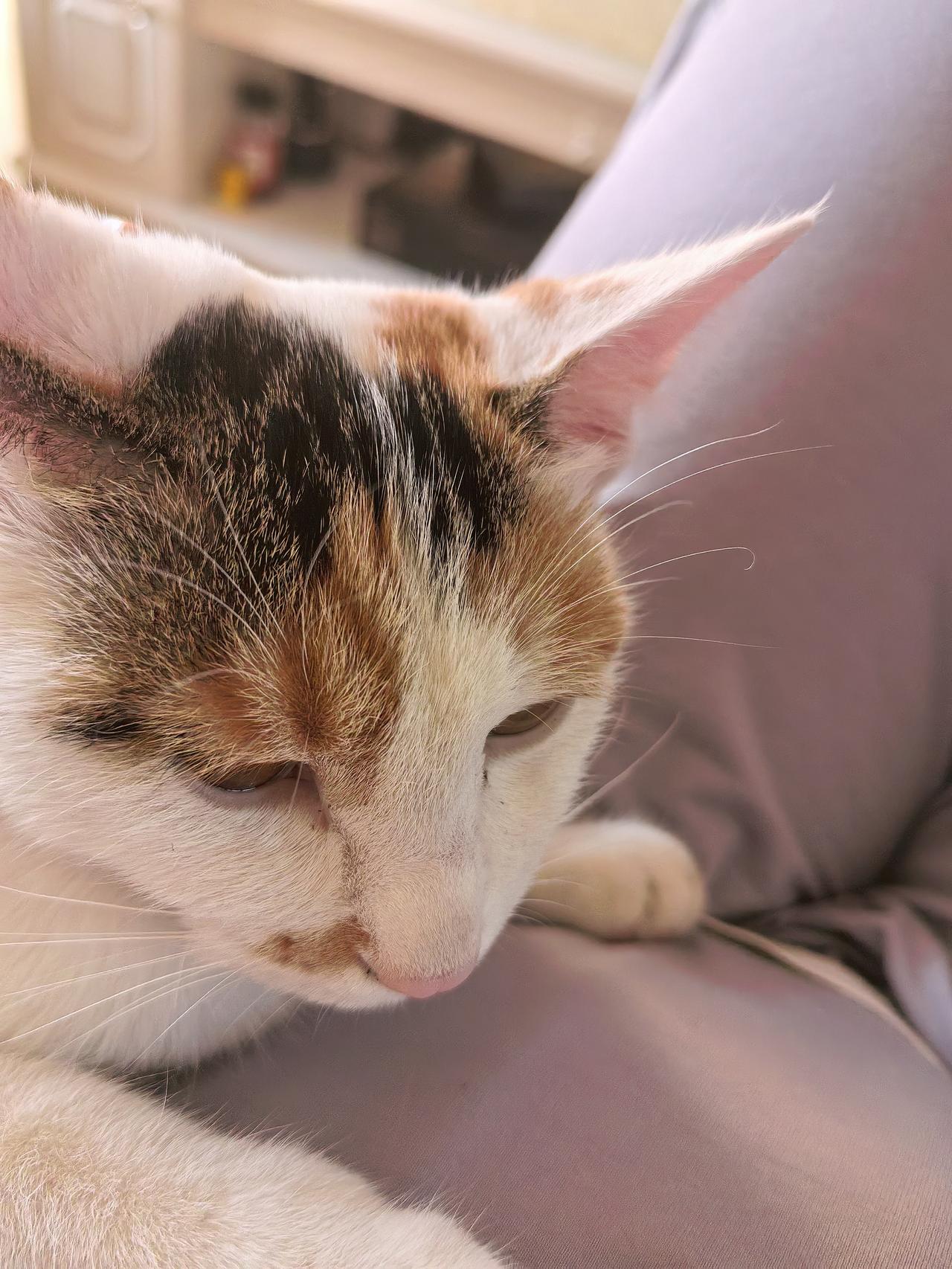 2025年10月11日，猫猫翻山越岭来到家中，迄今已过20天。
11月的首日，与