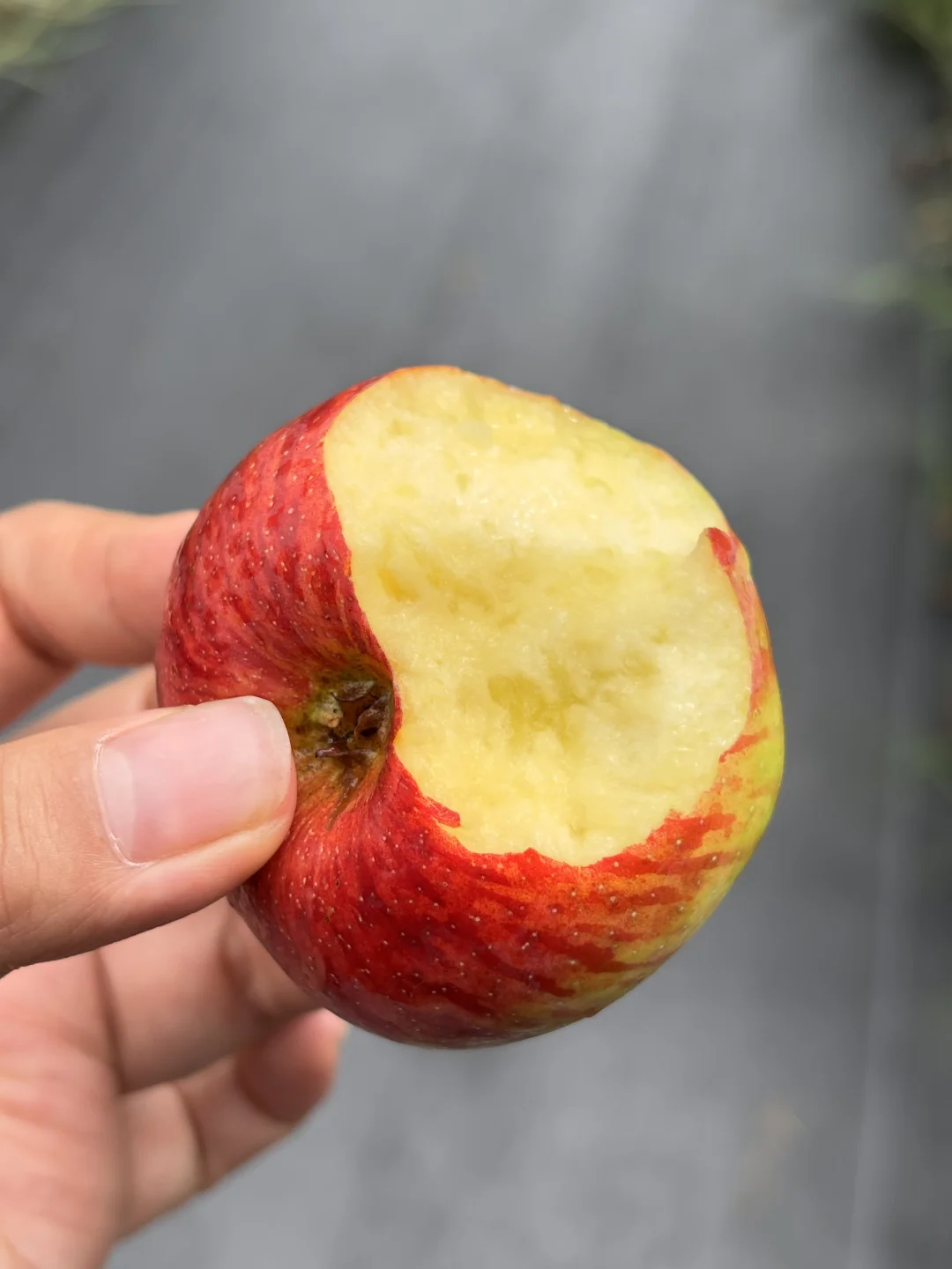 这个红露小苹果真的好吃，家里有小孩必入