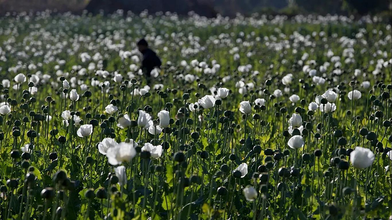 缅甸罂粟种植面积达到十年来最高水平联合国，周三：由于冲突和经济困难迫使更多农民从