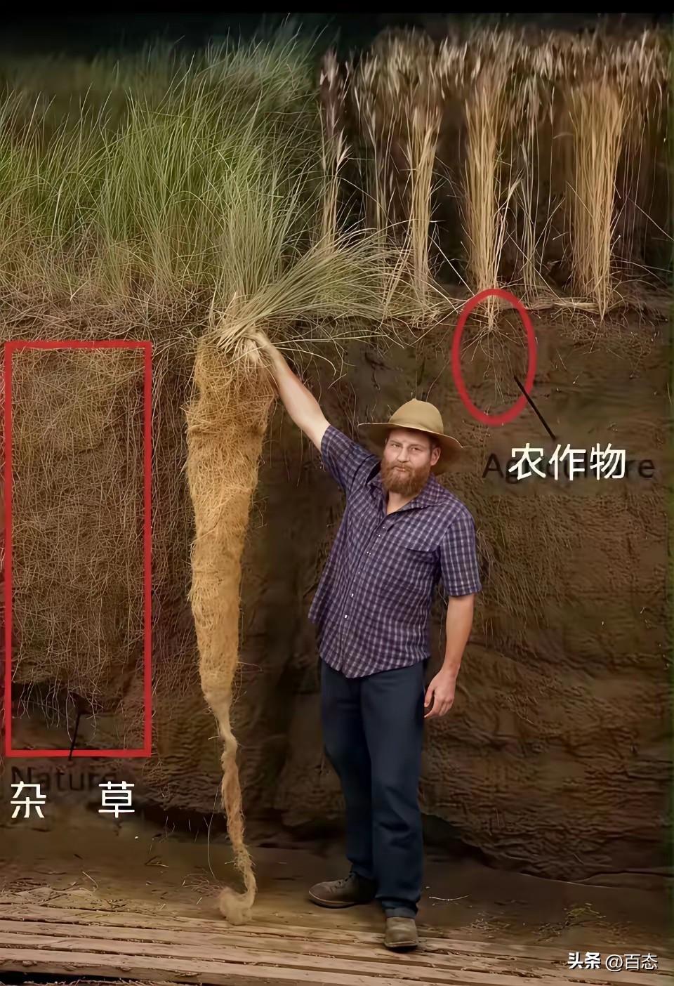 有网友提问看到下面的图片你悟出什么？

杂草和农作物，杂草的根异常发达，而农作物