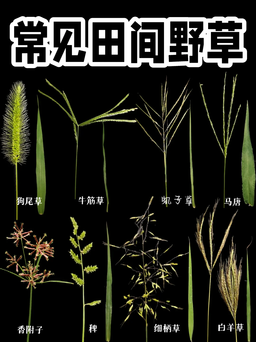 【田间野草】除香附子外都属禾本科的野草