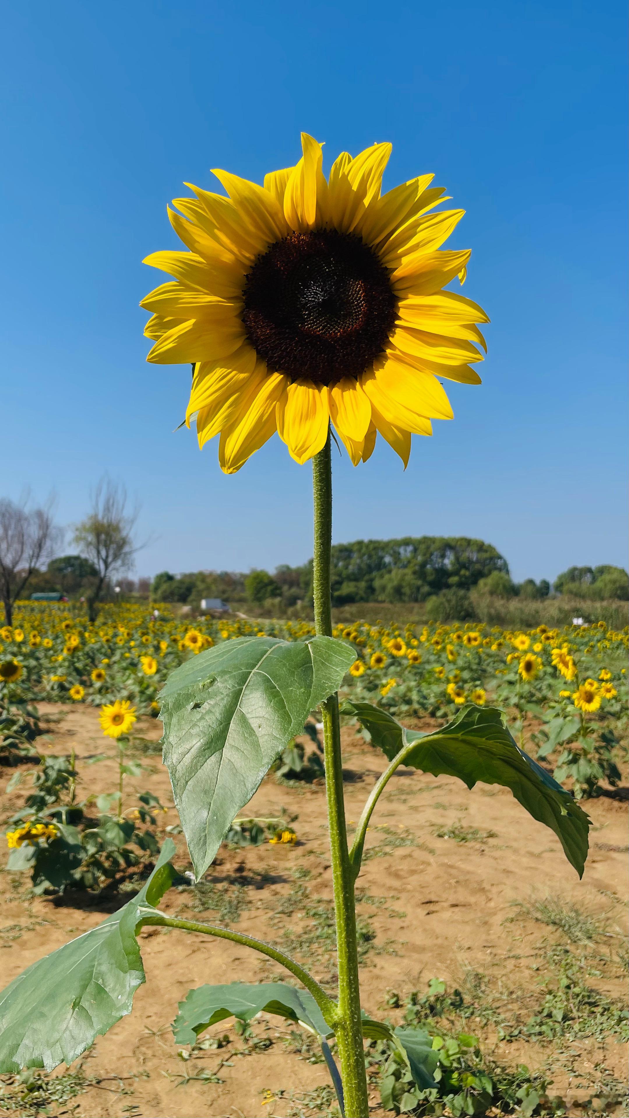 来晚了，向日葵们都低头了🌻  ​​​