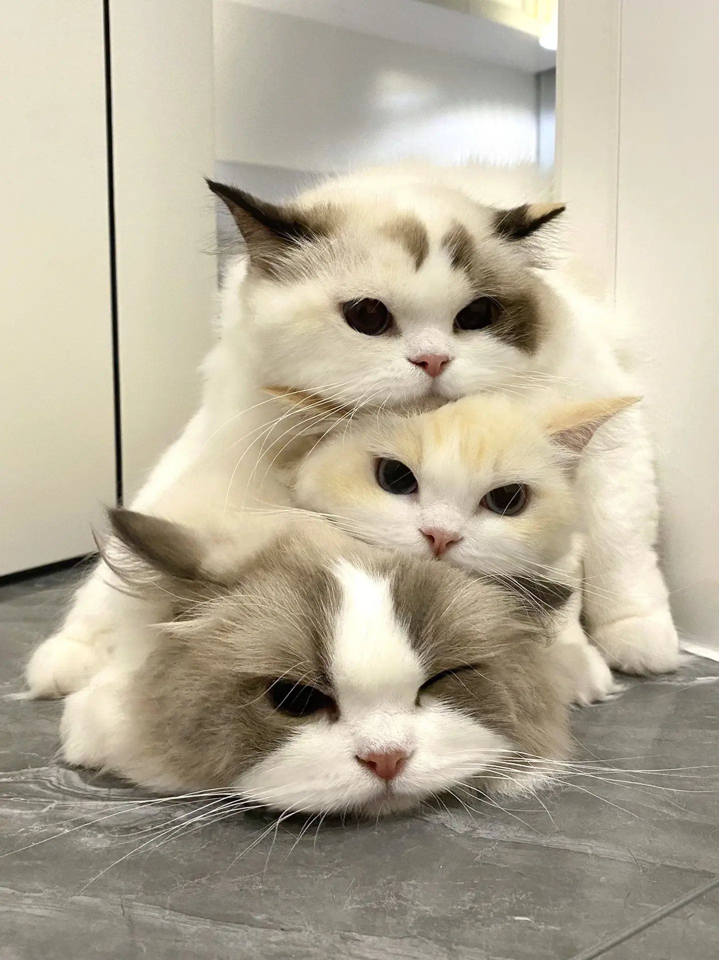 一模一样的小猫我为什么要养三只啊！