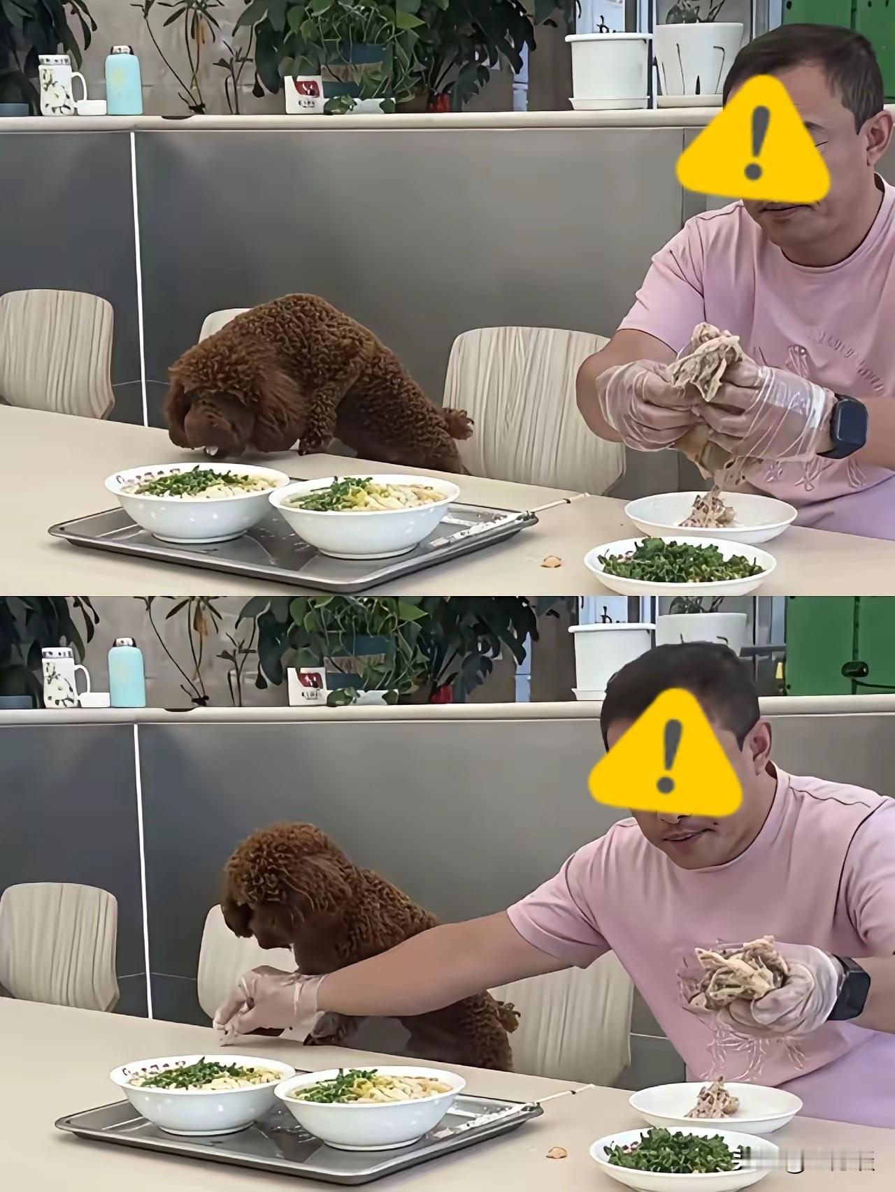 沈阳老四季餐厅要彻底凉凉了，居然人狗共食，虽然打造了人狗和睦相处美好画面，但是又