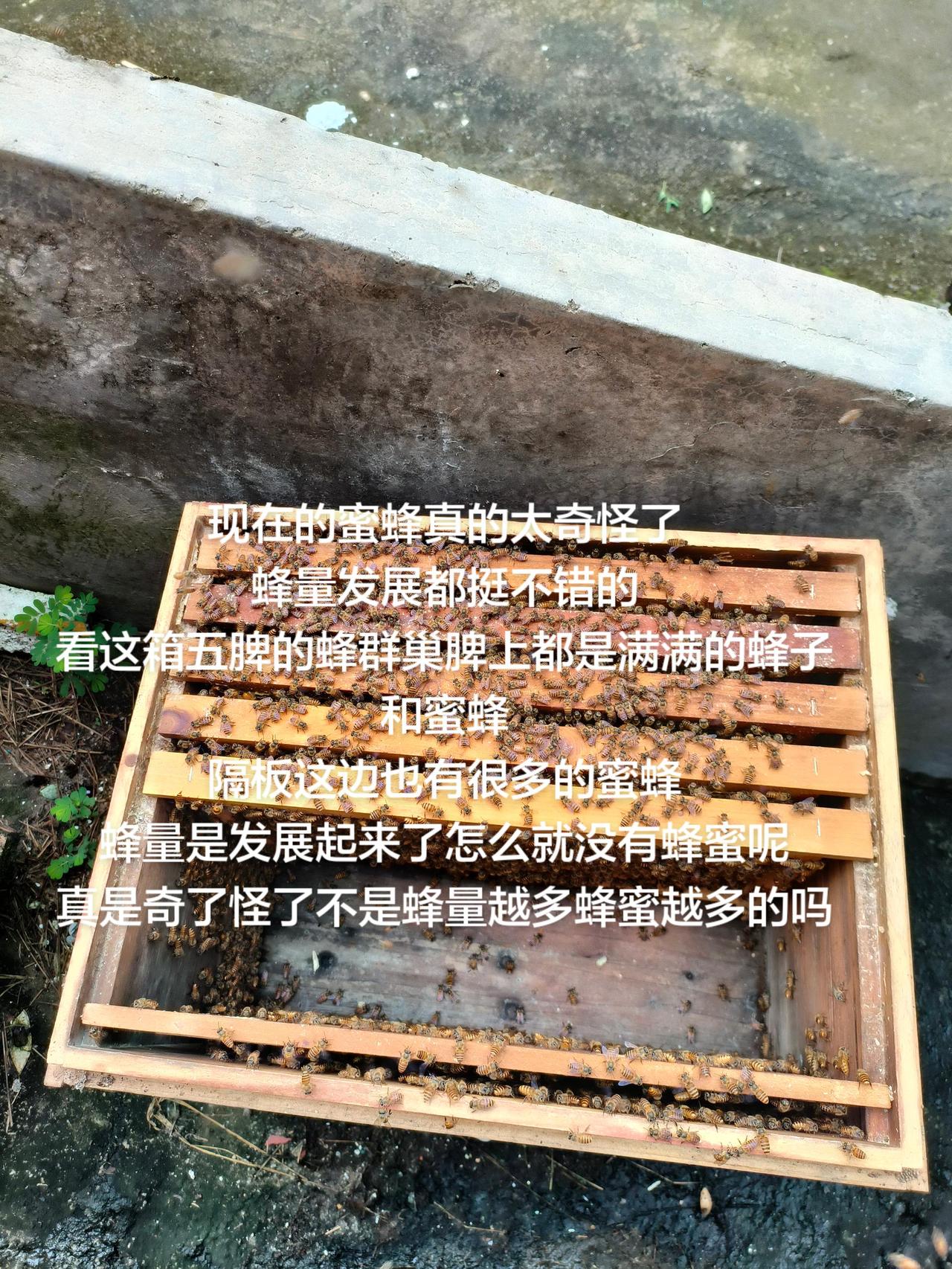 现在的蜜蜂真的太奇怪了
蜂量发展都挺不错的
看这箱五脾的蜂群巢脾上都是满满的蜂子