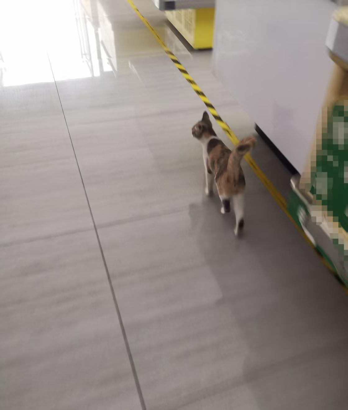 早上我刚坐下喝口茶，那只花猫又来了。
这只花猫应该是附近商户家养的宠物猫，不怕人