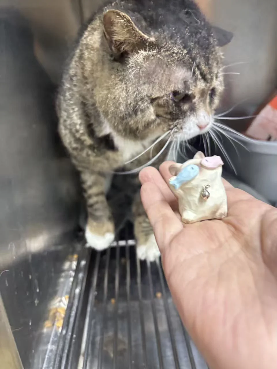 人，看咪眼神 要不要买个小咪盲盒！