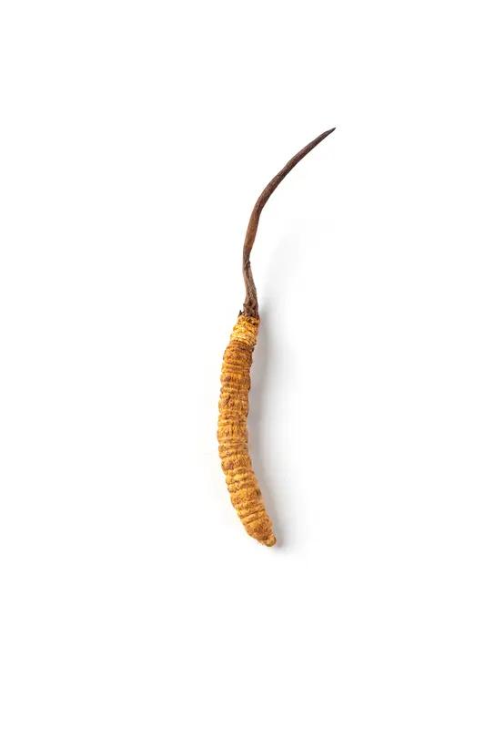 最近看到两则男子摔倒发现虫草的消息，太让人眼红了。2月6日青海的陈先生摔倒后，发