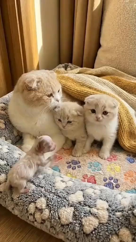 啊啊！