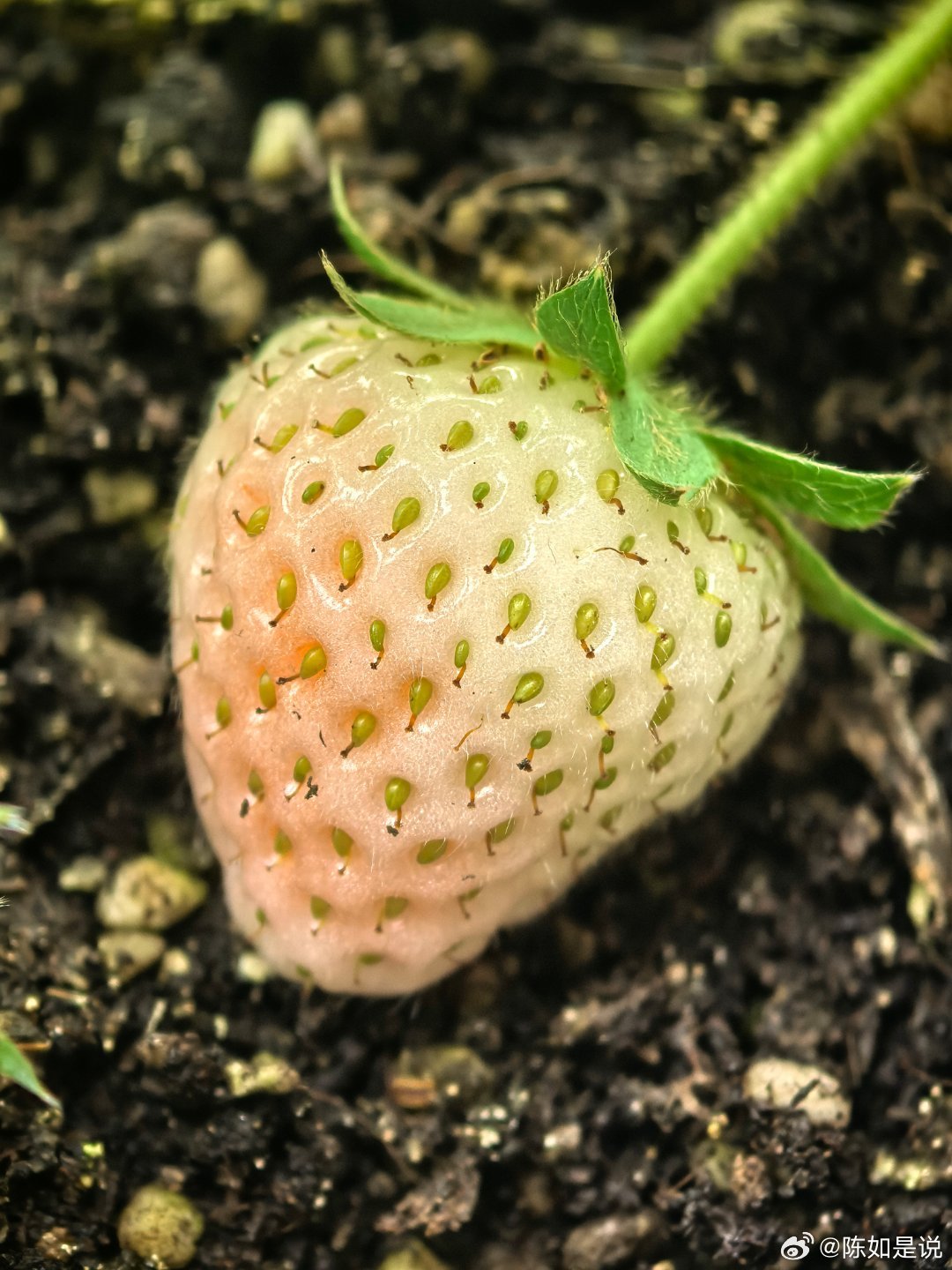 帮看看，哪颗可以吃了？ 