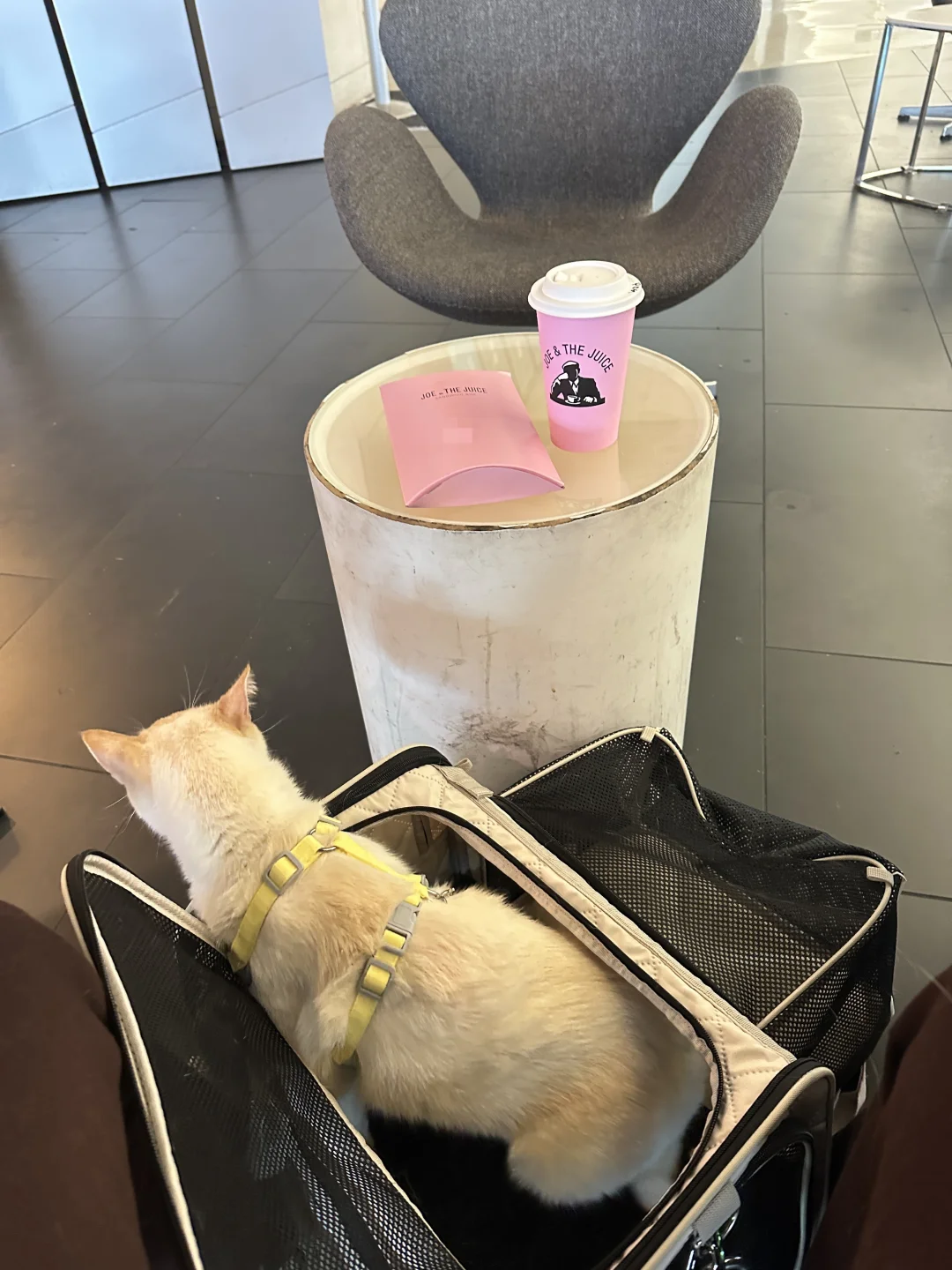 猫咪旅行｜勇敢的小猫先去享受世界🐱1