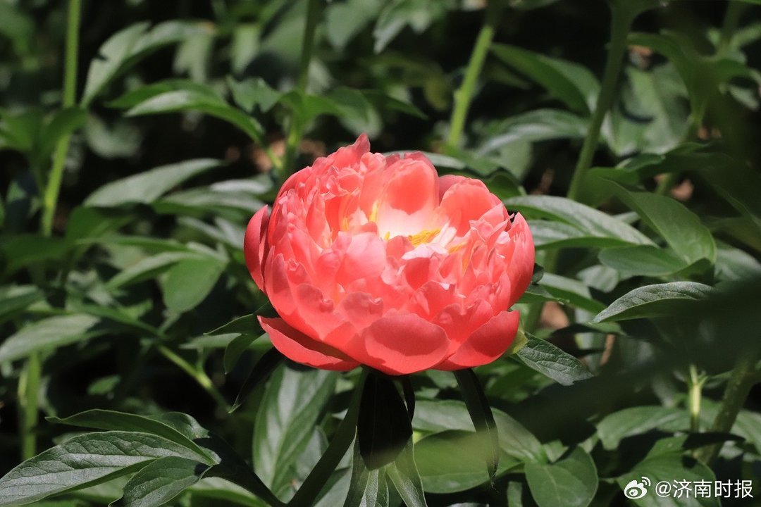 【不多见！#菏泽迎来牡丹芍药无缝赏花期#】暮春四月，万物芳华，“中国牡丹之都”菏