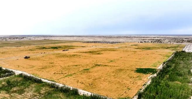 万万没想到，中国工程闹了个大“乌龙”，原本以为在沙漠种小麦产量会很低，不料一亩地