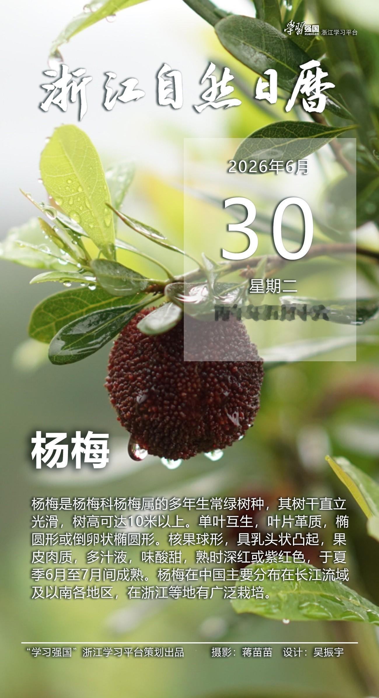 浙江自然日历丨杨梅：鲜果累累 