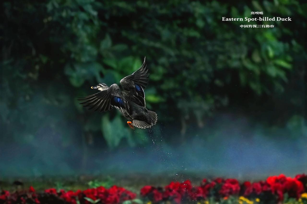 花境飞羽，掠影惊鸿。
深圳湿地的常客——斑嘴鸭，
振翅间，蓝翼如镜，是中国野保“