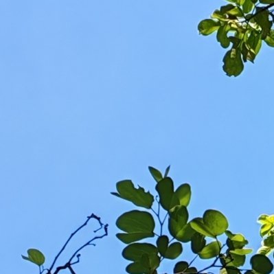 阳光信用 澄澈蓝天衬着青翠枝叶，满眼清新治愈，心怀明朗，守住属于自己的阳光与坦荡