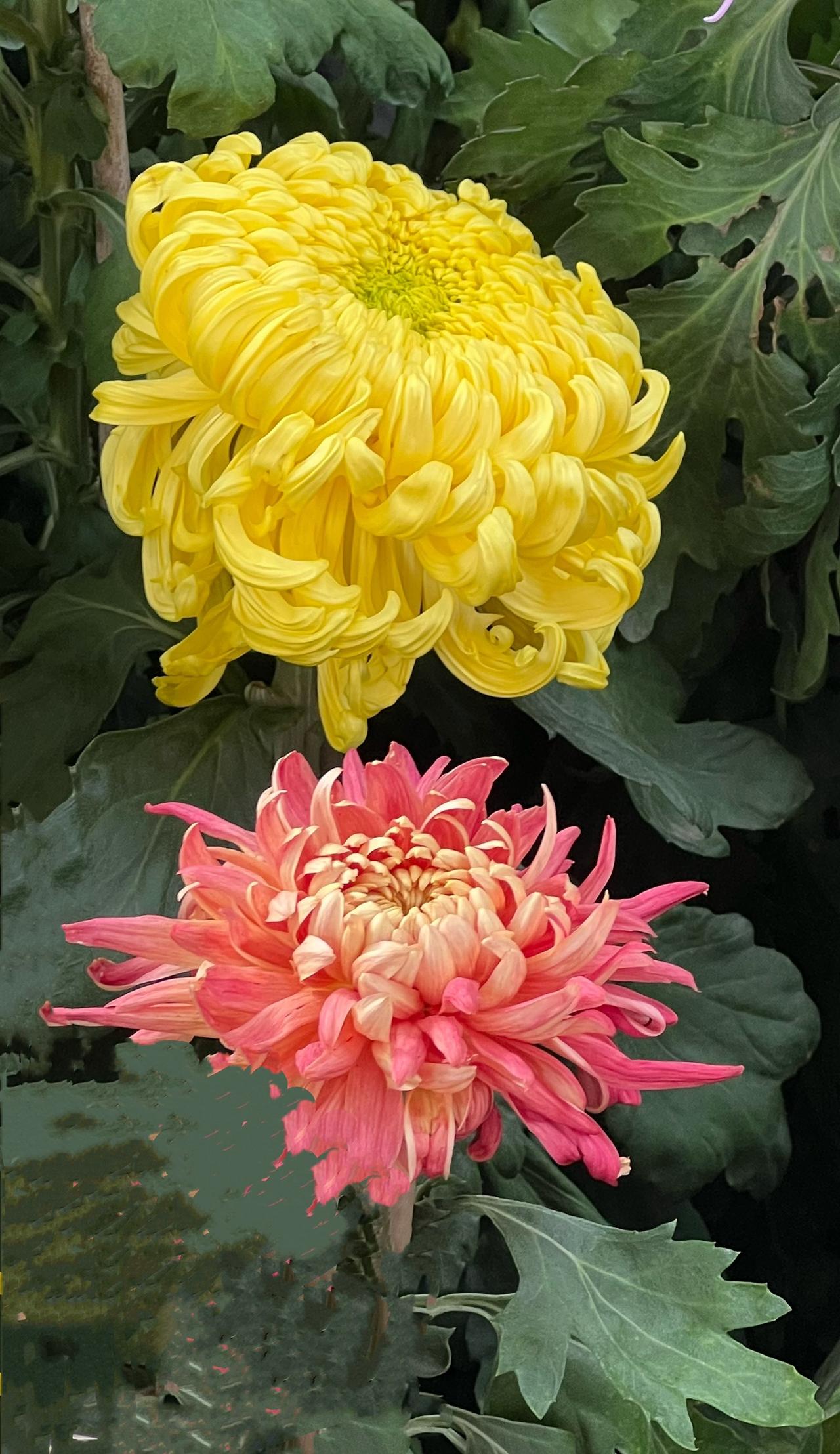 美丽漂亮花朵分享