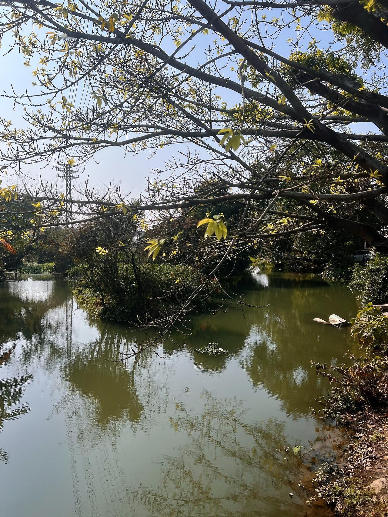 1月的周六日过得挺惬意的。
我丈夫陪着就近散散步，回到家他下厨。
我只管歇着泡杯