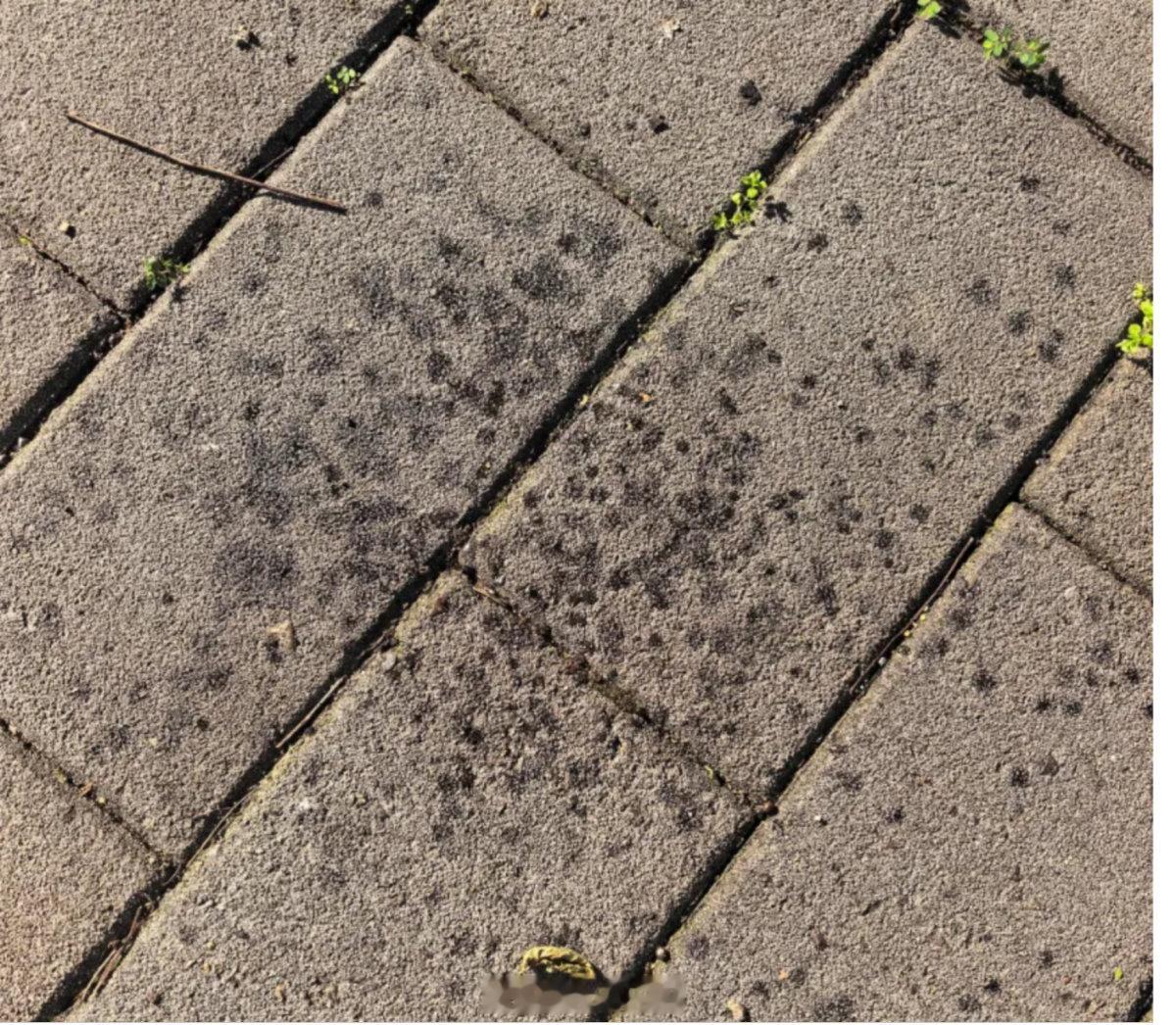宁波街头晴天飘雨原来是蚜虫分泌的蜜露 近日宁波不少路段出现晴天飘雨现象，实为栾多