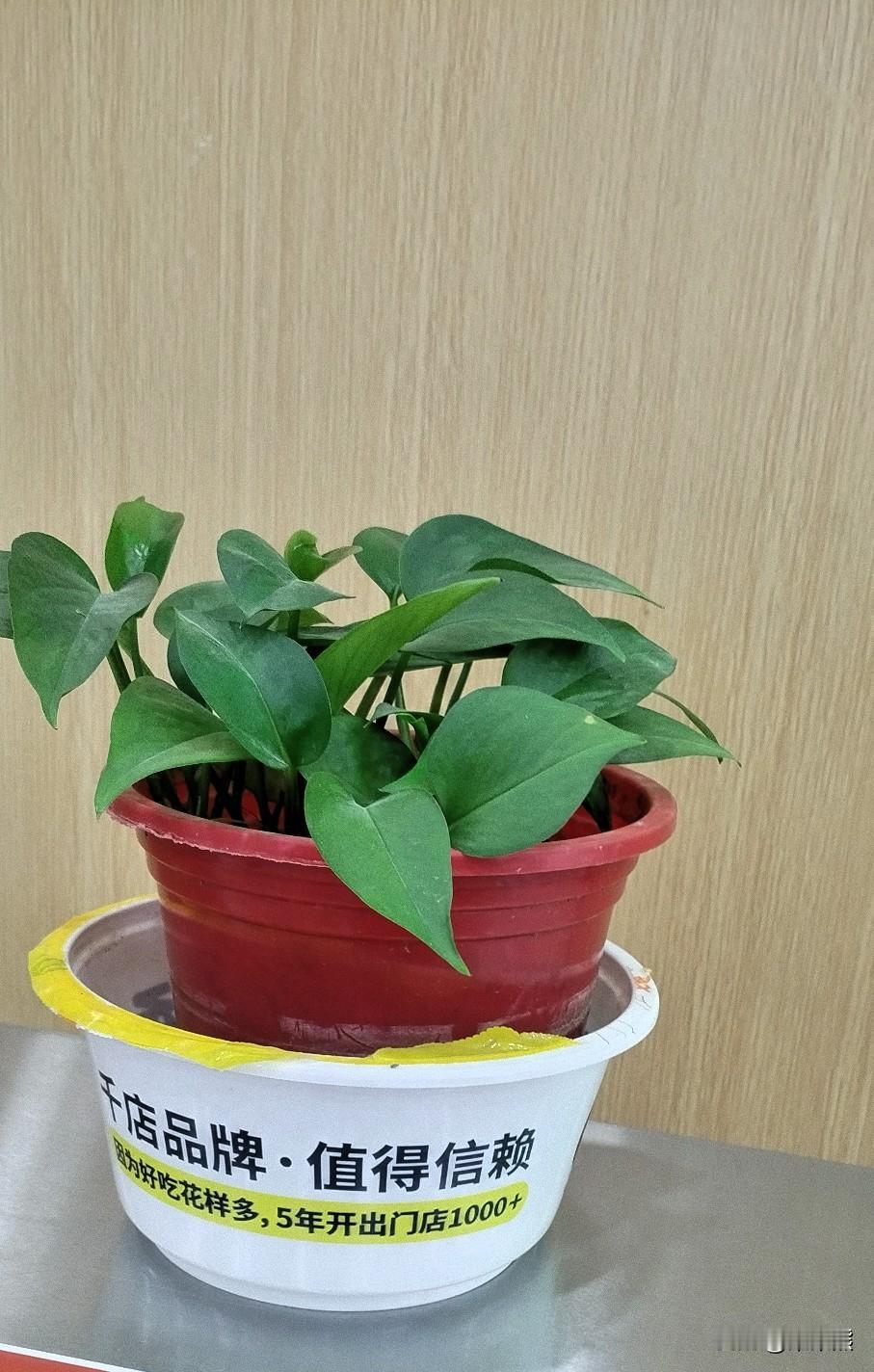 这个我还真不知道，济南为啥叫“海右”，我专门去查了一下。

济南为叫“海右”，其