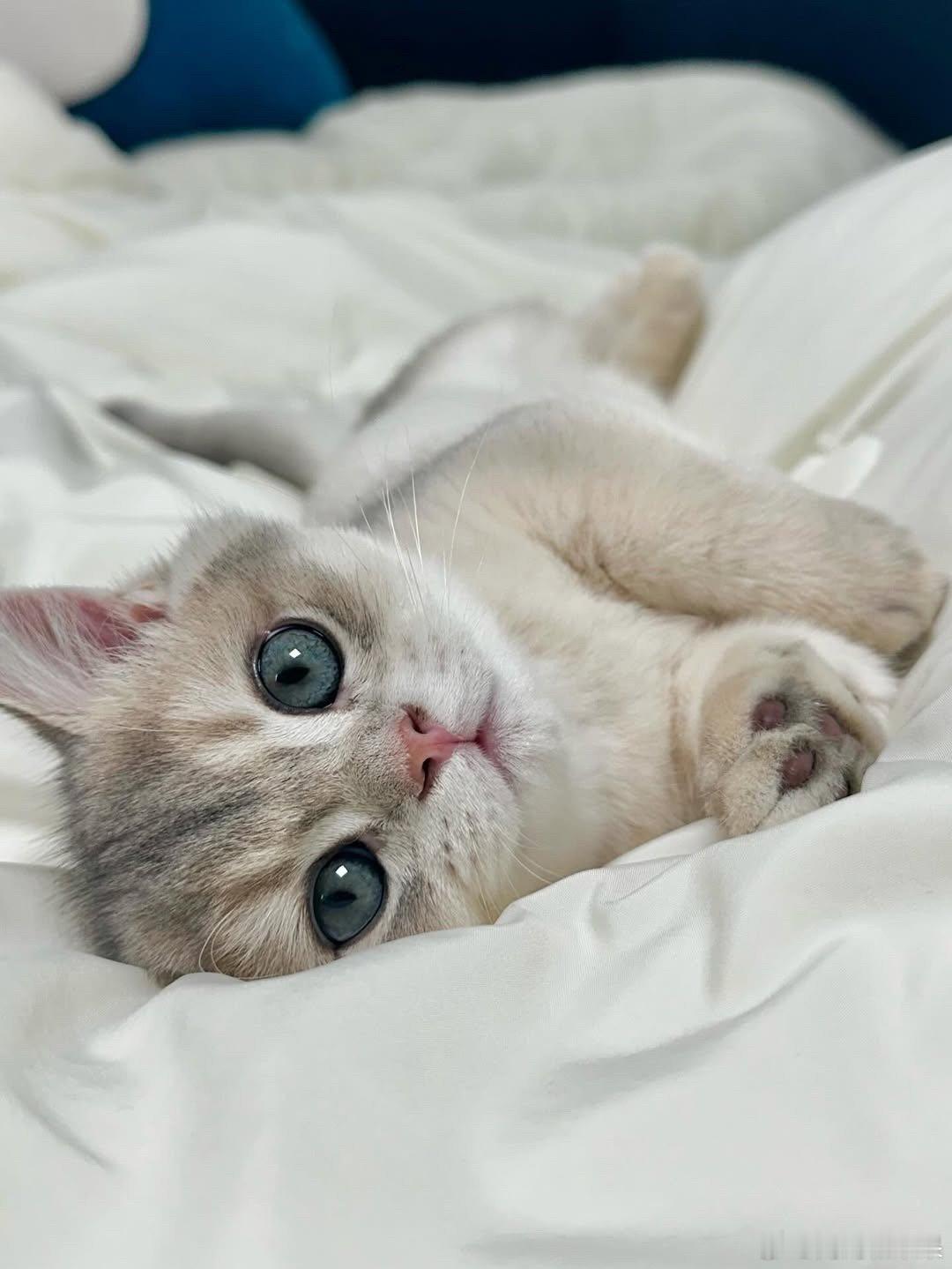 🐱..cr：woo..dong 