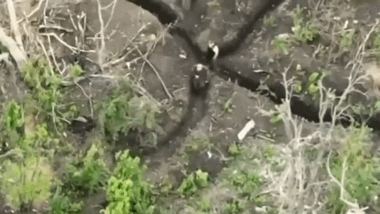 好奇害死鹅。1名俄军士兵就是因为太好奇，看到战壕内的不明物体，非常大胆地拉动上面