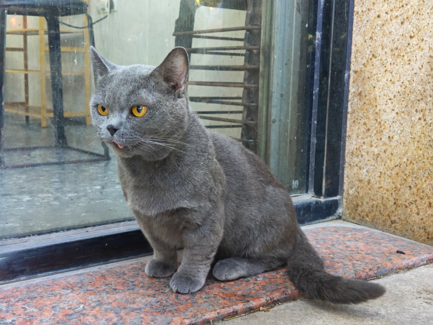 学生没能力出去住，住集体宿舍那种，就别养猫好吧，我在小区居然遇到了流浪的蓝猫了，