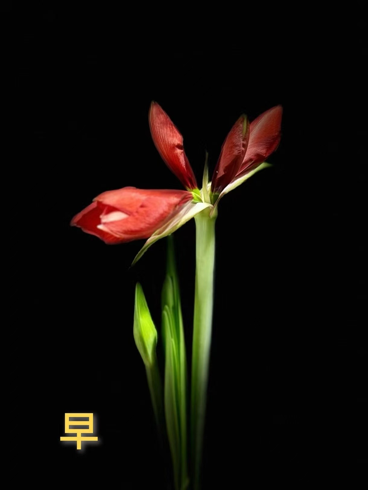 分享图片 