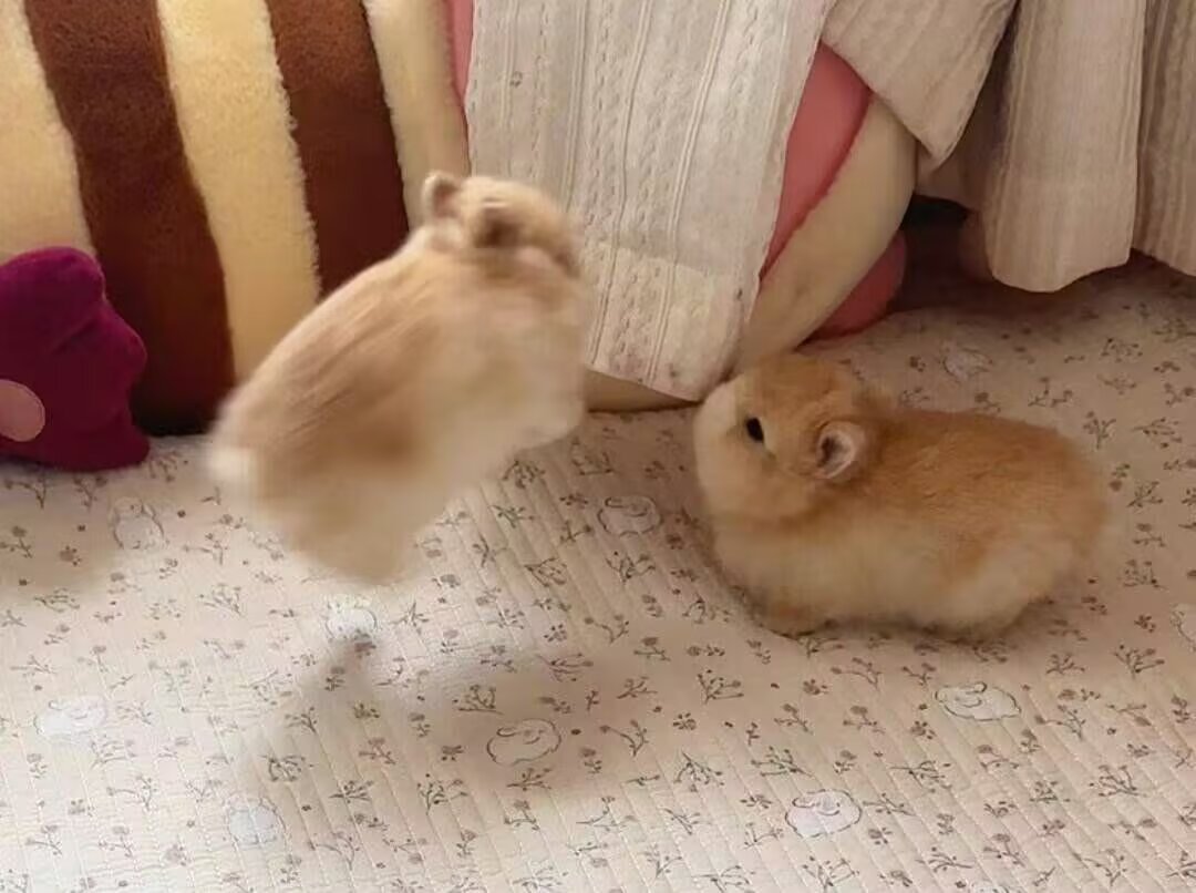 审兔积累 