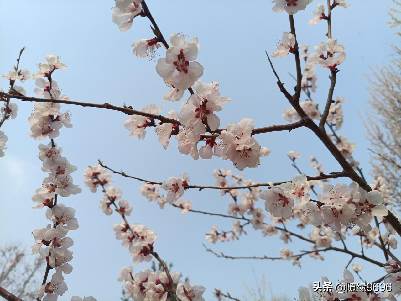 人生就是来人间走一趟，如果能活到82岁高龄，满打满算才3万天，所以有一个好的心态