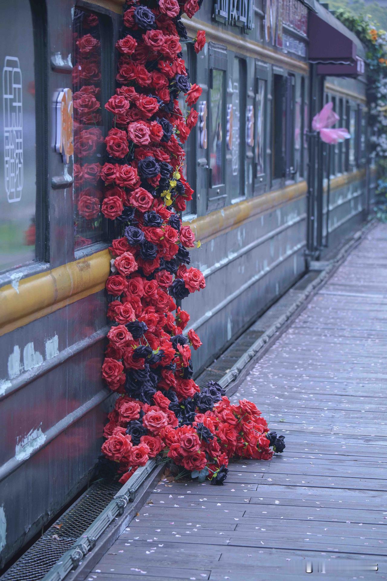 雨后樱落  佳人入画

本是为一场繁花奔赴
前夜的雨，却将满树芬芳
化作阶前静卧