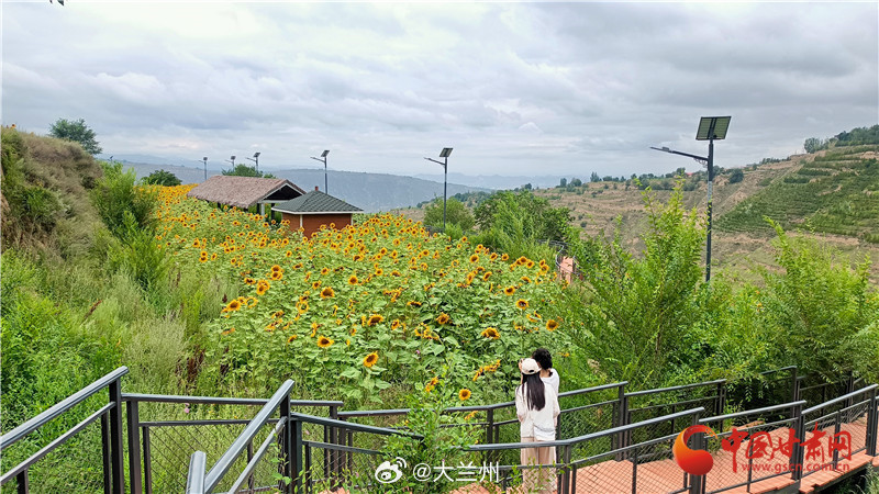 兰州皋兰山向日葵花海【皋兰山向日葵梯田花海盛放 一起解锁兰州近郊微度假新体验】登