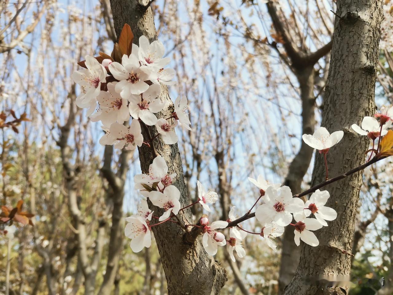 #看看你拍的花#银河公园#手机随拍~花##随拍春日花朵# #手机记录花的美#