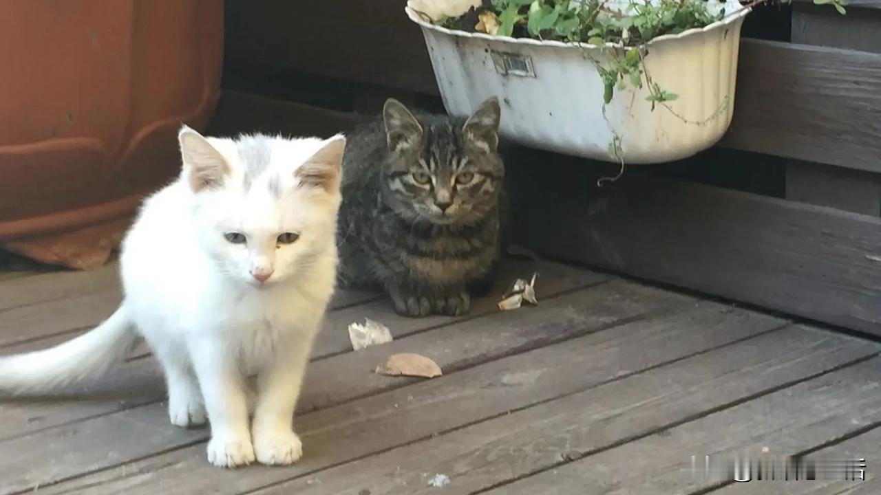 看到有个人在我视频下面评论“对猫猫狗狗这么好，对你父母有这么好吗？”换做原来的我