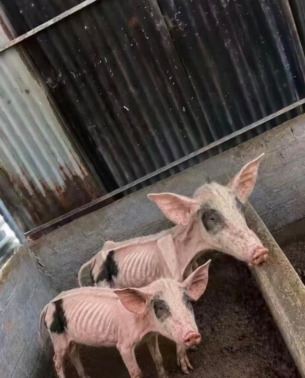 宁艺卓减肥成功： 