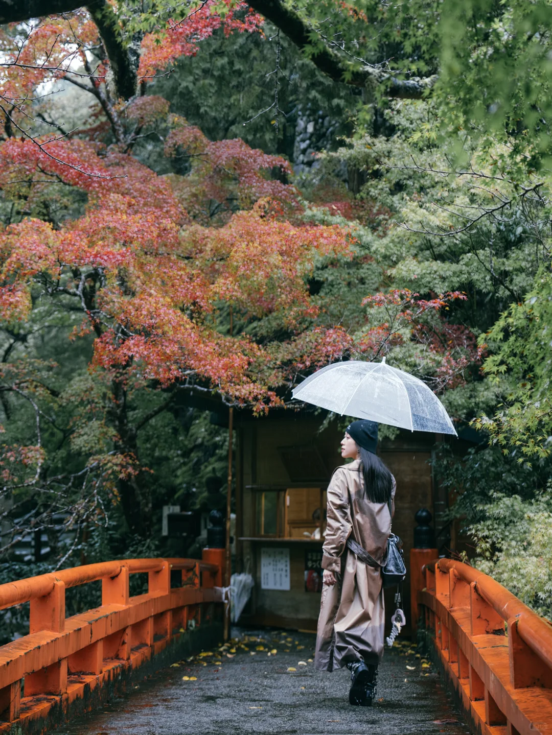 红叶还未全盛，雨天也等不及飞到京都🌳🍁