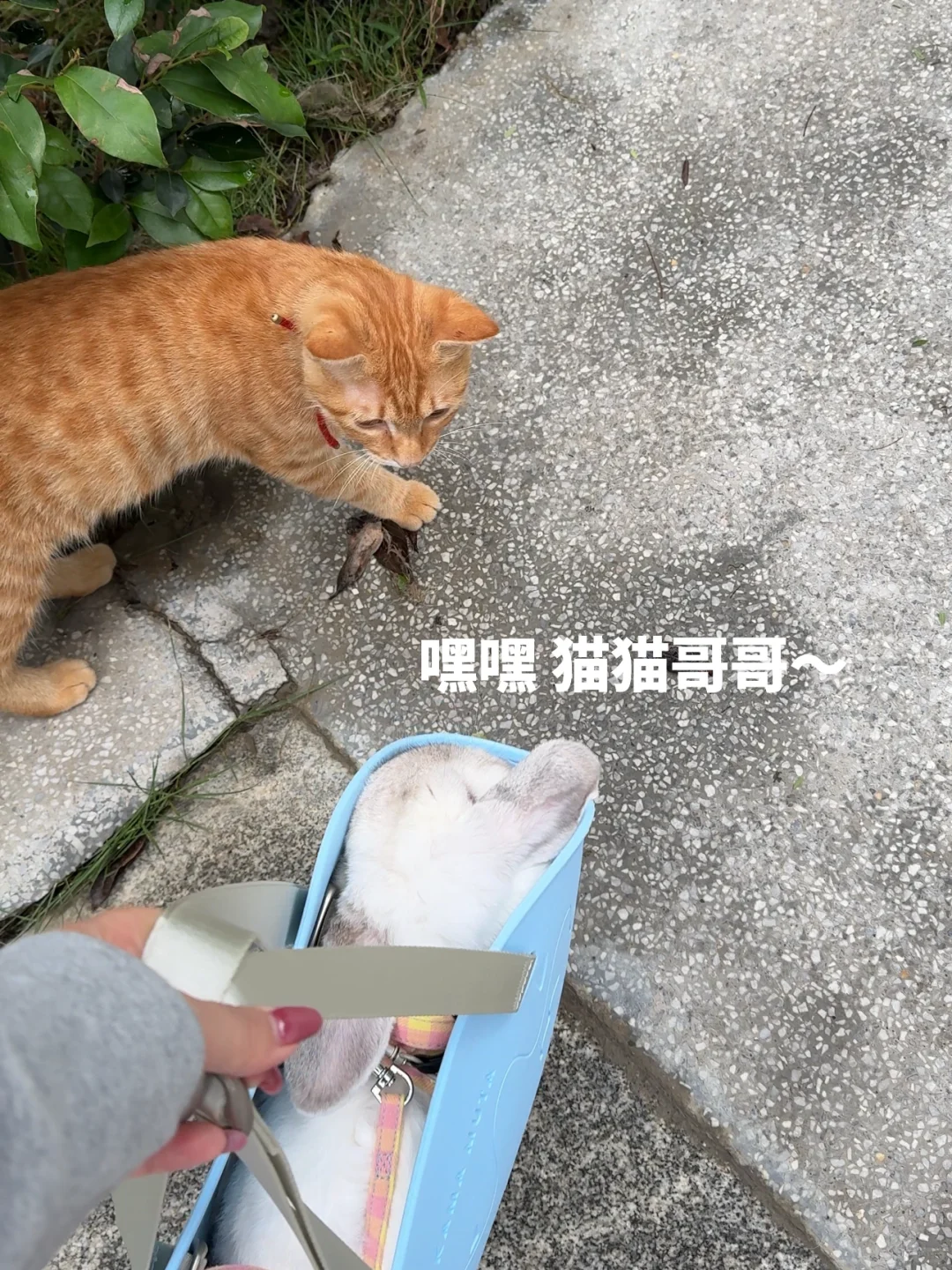 女明星的两幅面孔