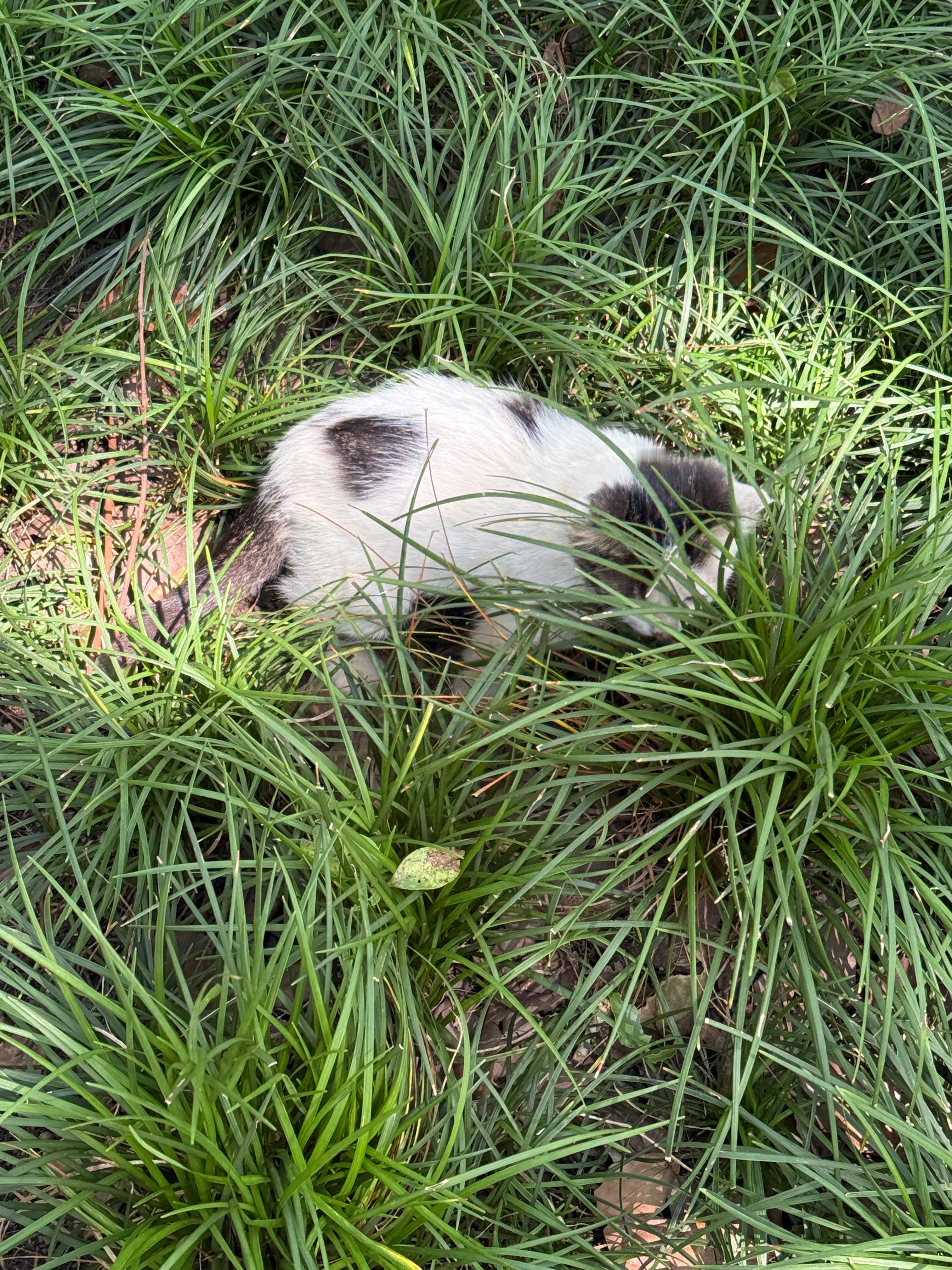终于见到西园寺小猫咪了[奶牛猫] ​​​