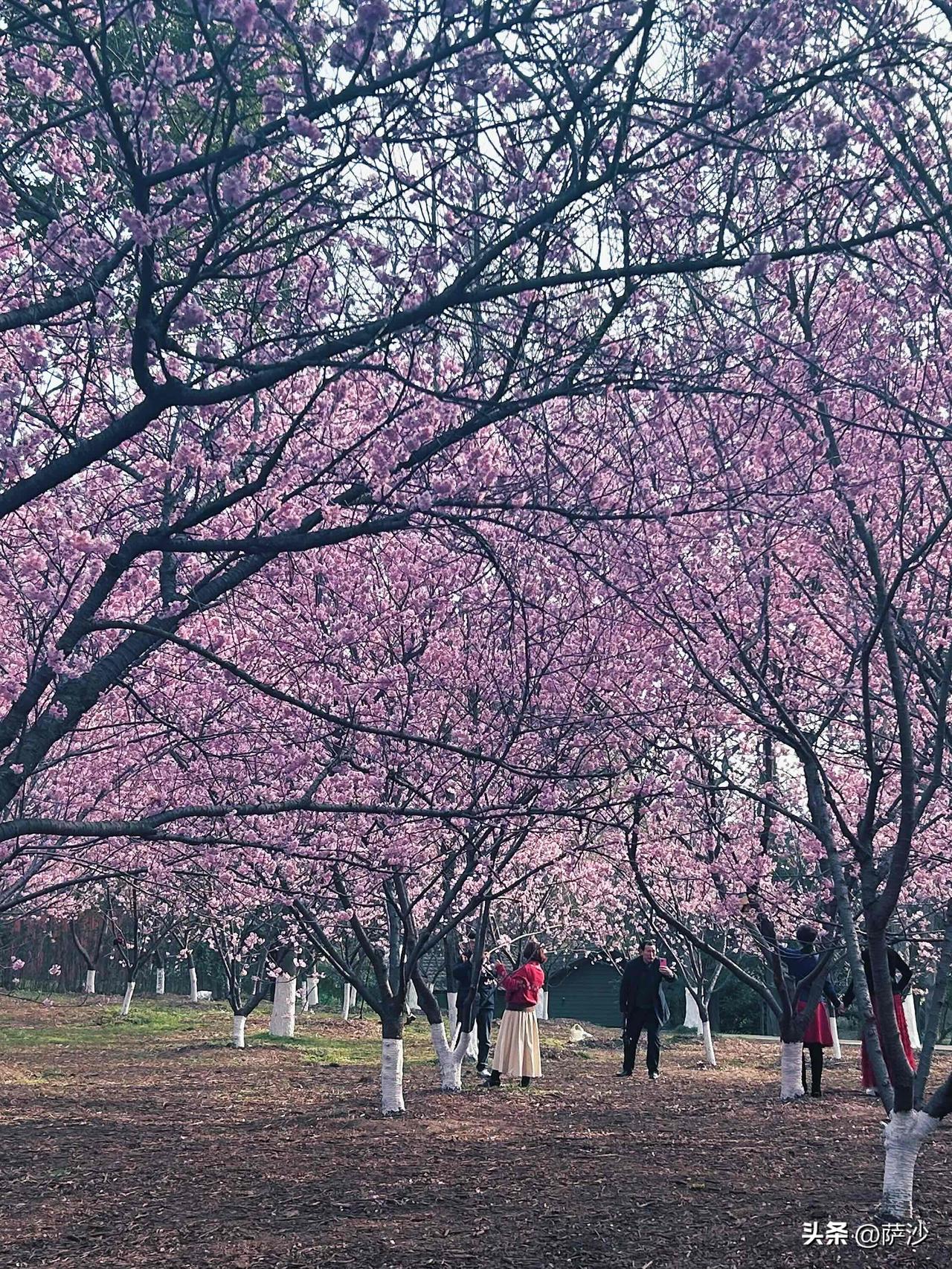 南京中山植物园北园的樱花，估计过一周就要谢了。景色不错，不过目前南京温度还低，其
