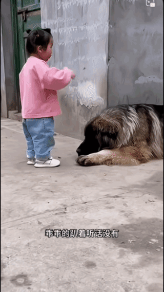 大狗竟然很怕她！