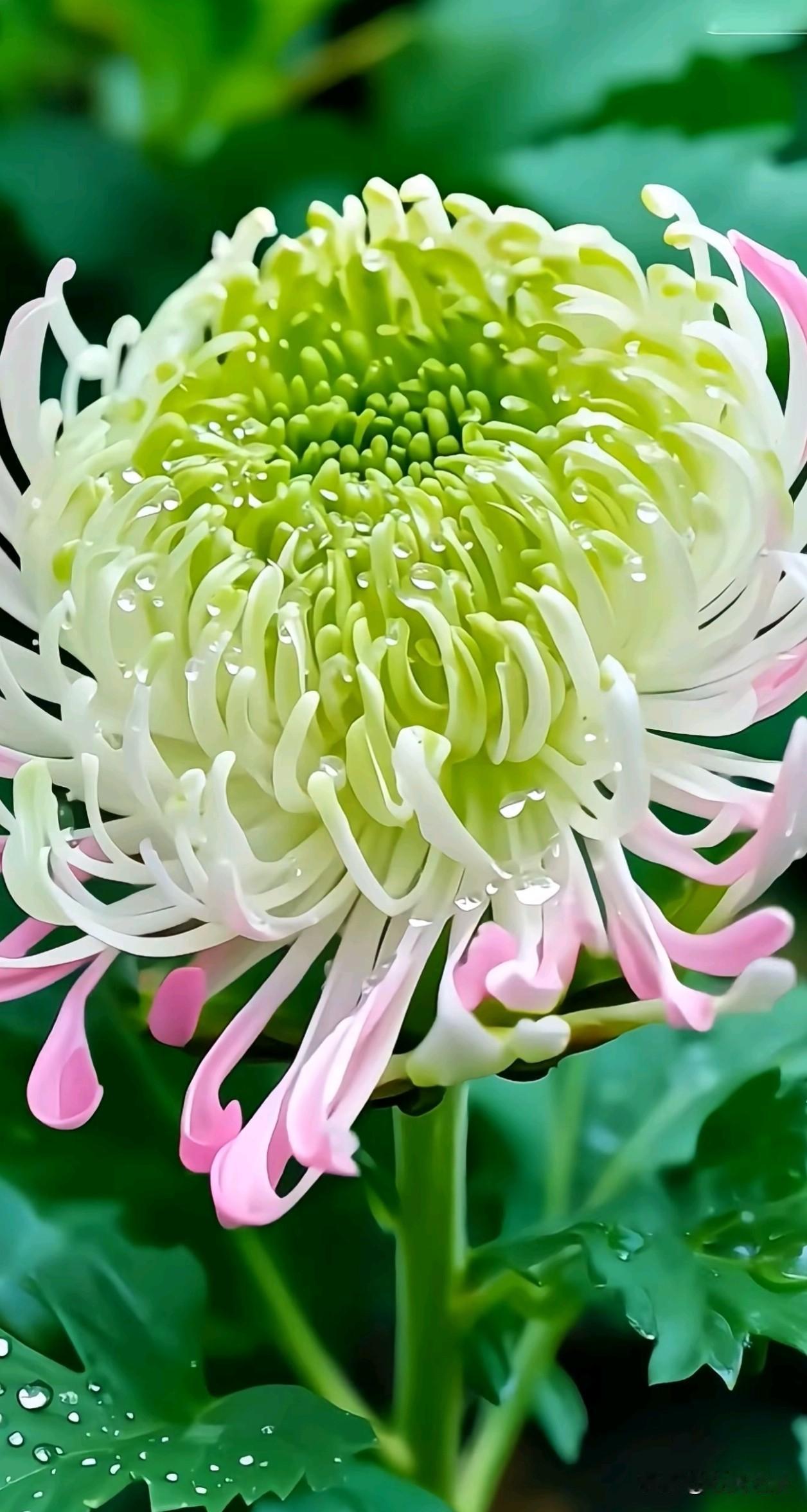 世人皆爱春桃夏荷，唯独秋菊藏尽风骨温柔。
金丝流金，粉瓣含露，青丝卷瓣层层缠绕，