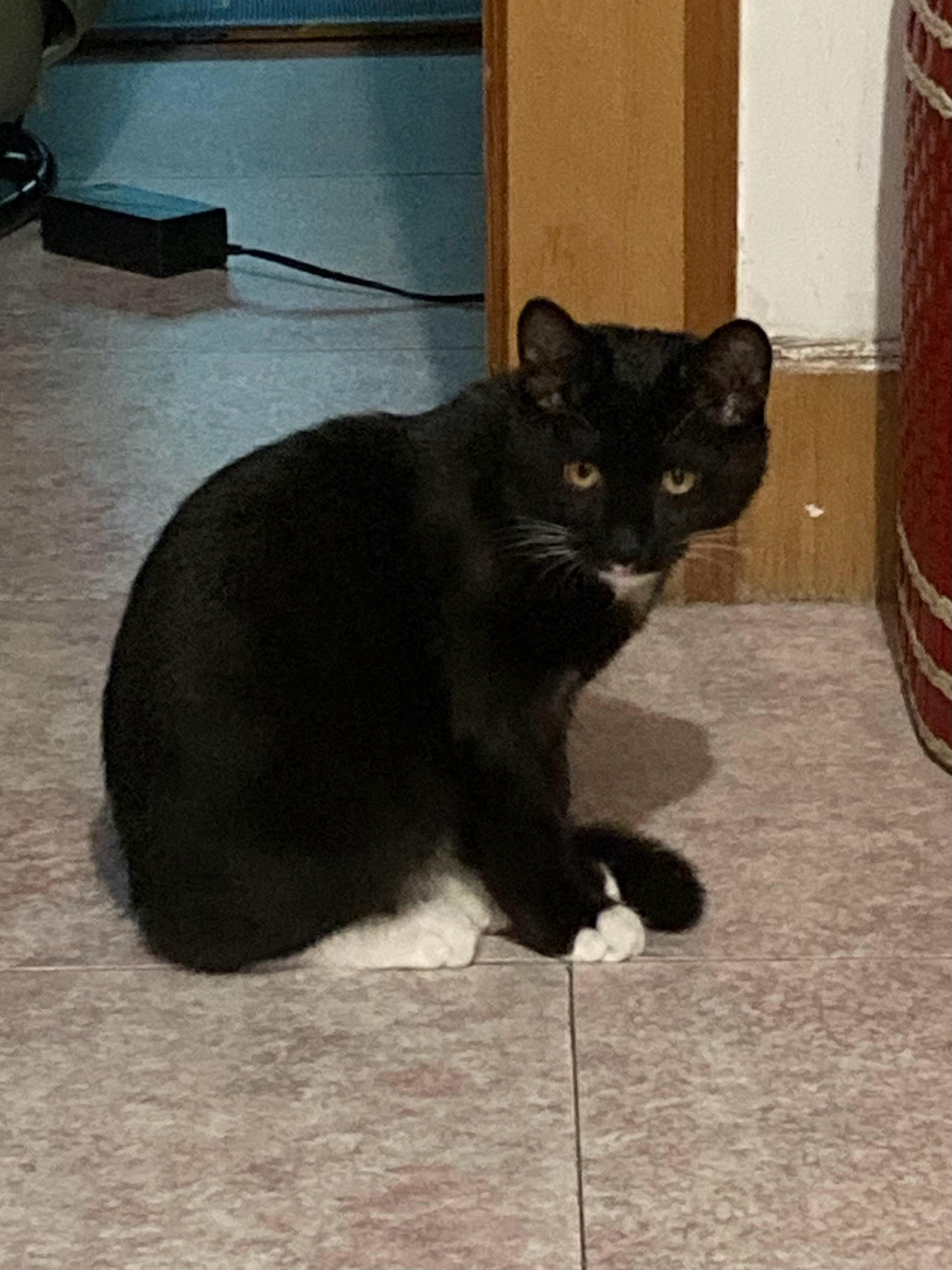 一个角度一只猫……但看起来都不是很聪明的亚子